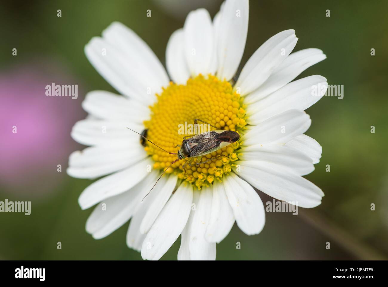 Mirid Bug - Closterotomus trivialis Stock Photo