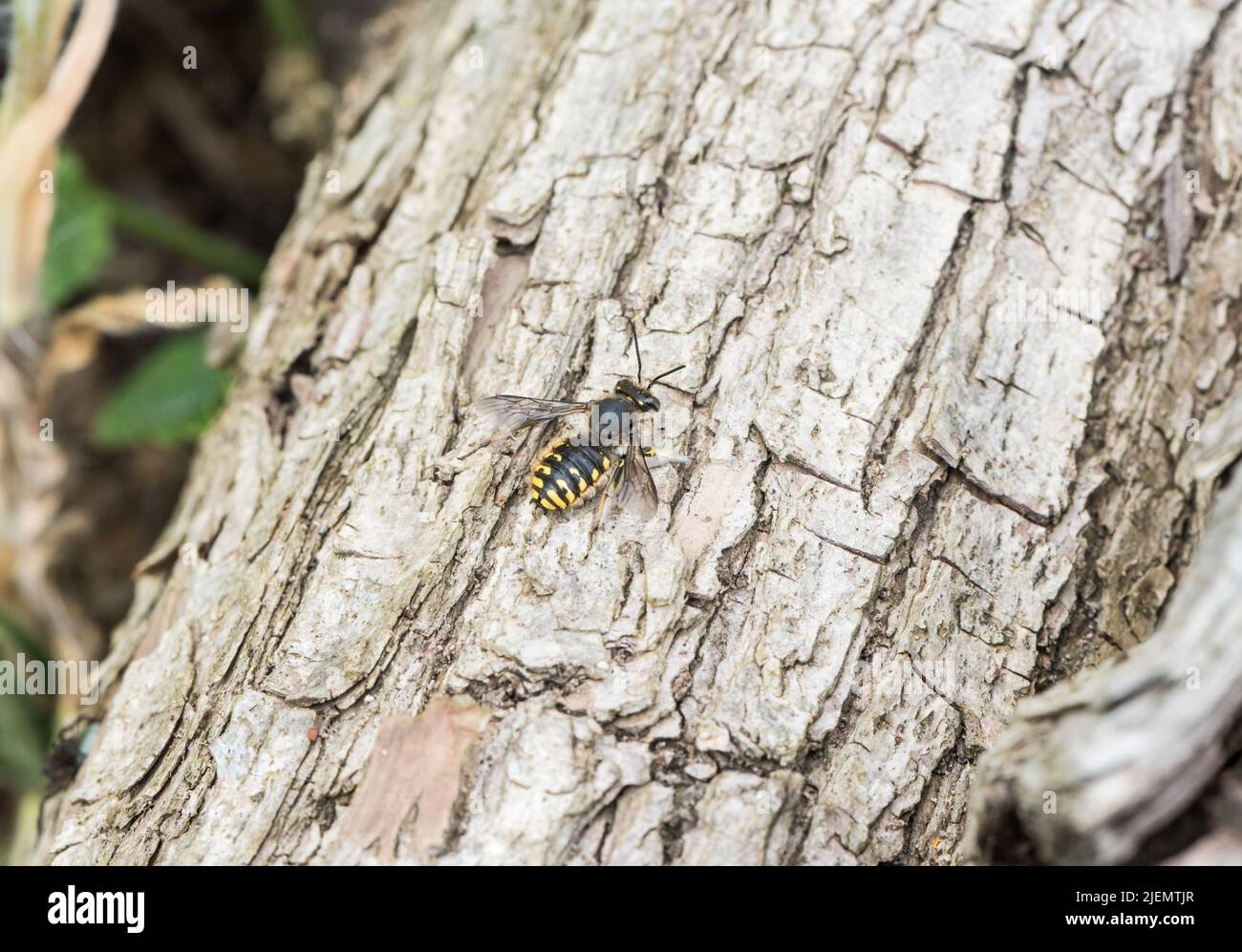 Resting Wool Carder Bee (Anthidium manicatum) Stock Photo