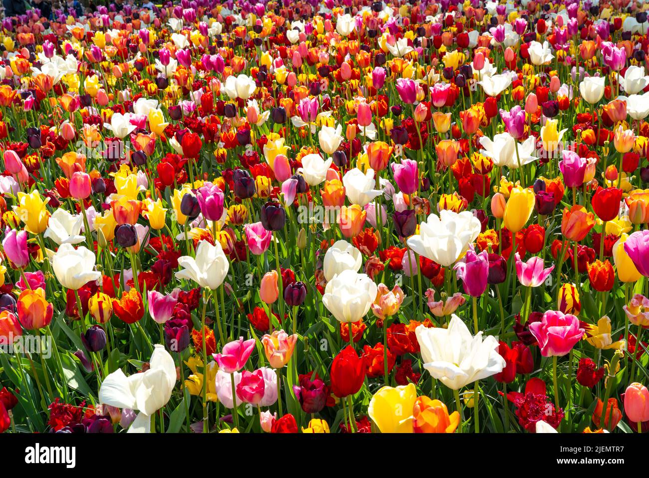 Der Keukenhof, Gartenanlage, Freizeitpark, Frühlingspark, Blumenshow im