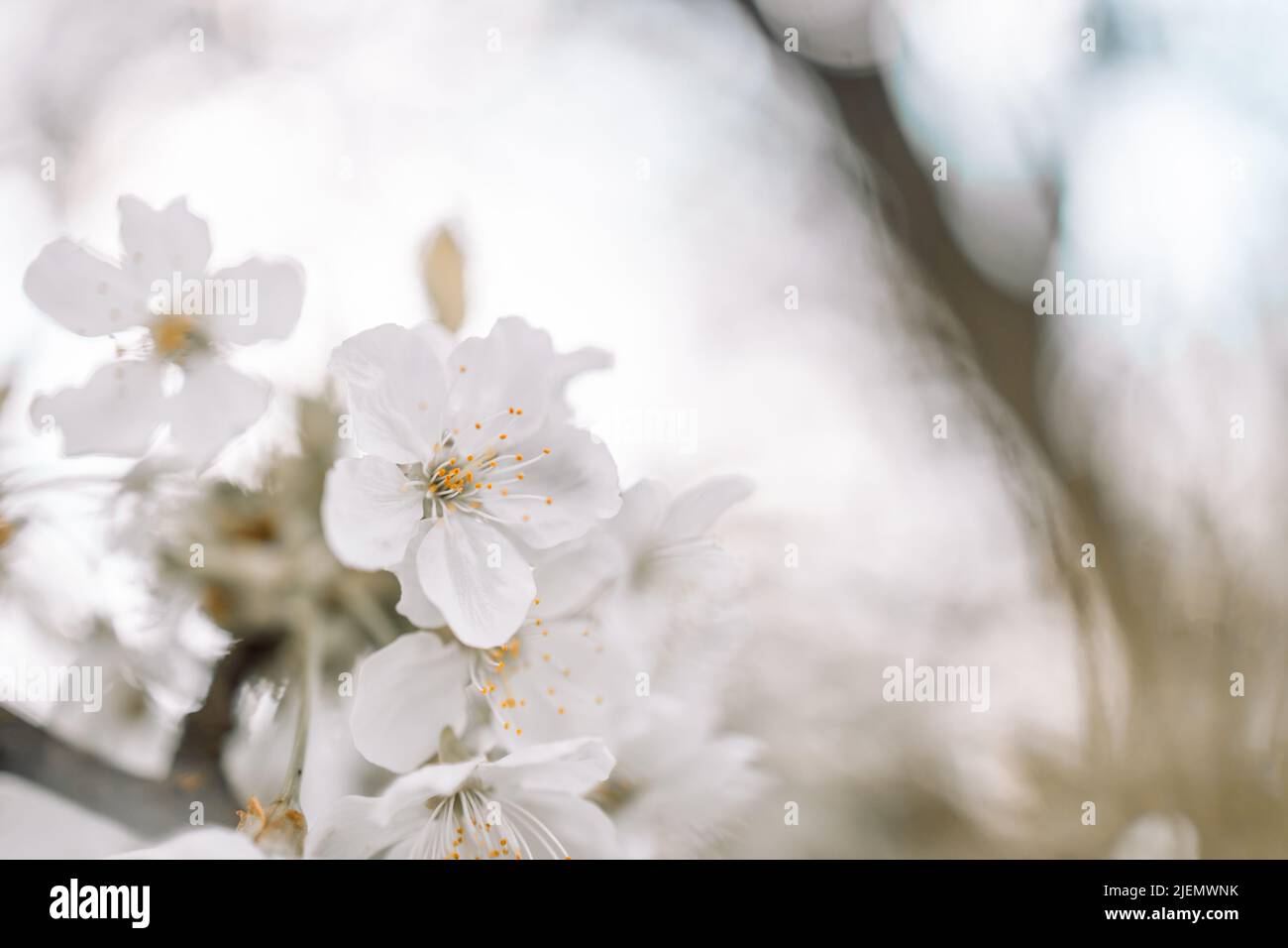 Springtime flowering branches with copy space banner Stock Photo