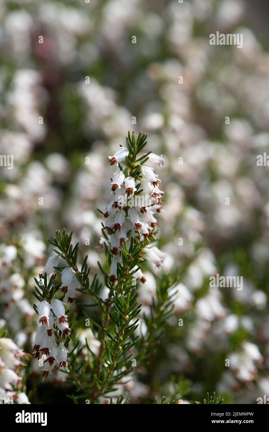 Close up of white heather (calluna vulgaris) flowers Stock Photo
