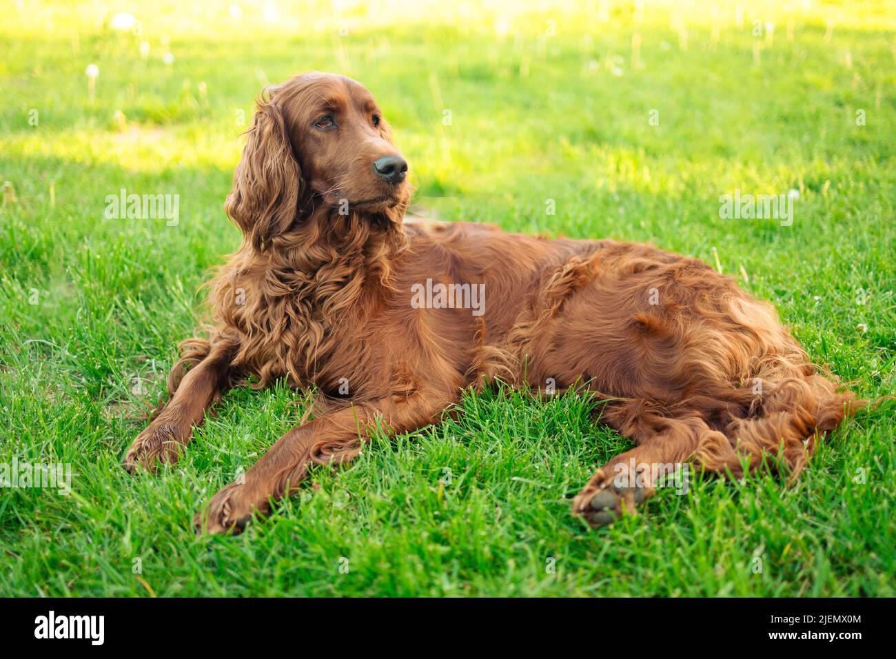 Irish red setter relaxing hi-res stock photography and images - Alamy