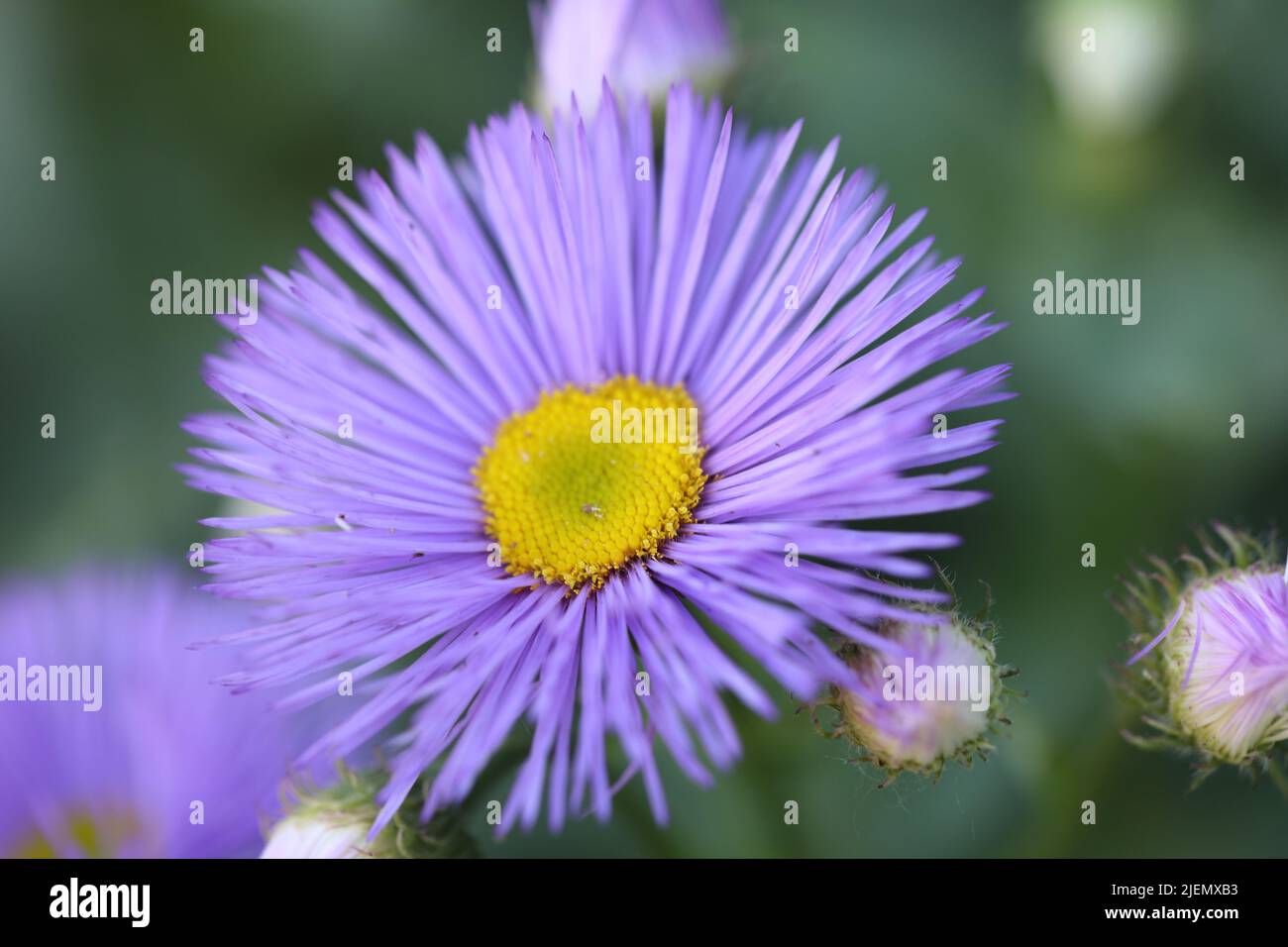 fleabane flower in purple macro Stock Photo