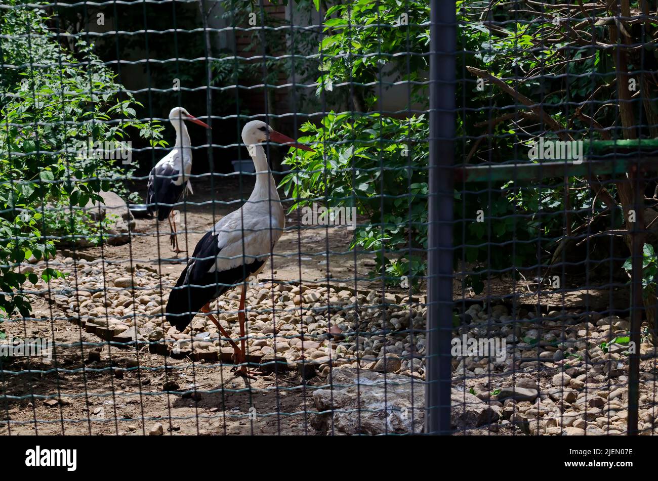 Storks stand in the yard during the summer, Sofia, Bulgaria Stock Photo