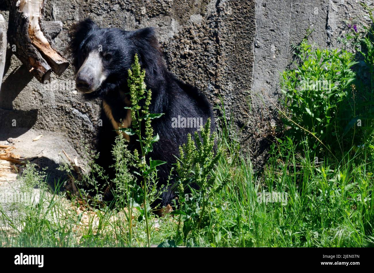 Wild black bear sitting in the sun to warm in autumn, Sofia, Bulgaria Stock Photo
