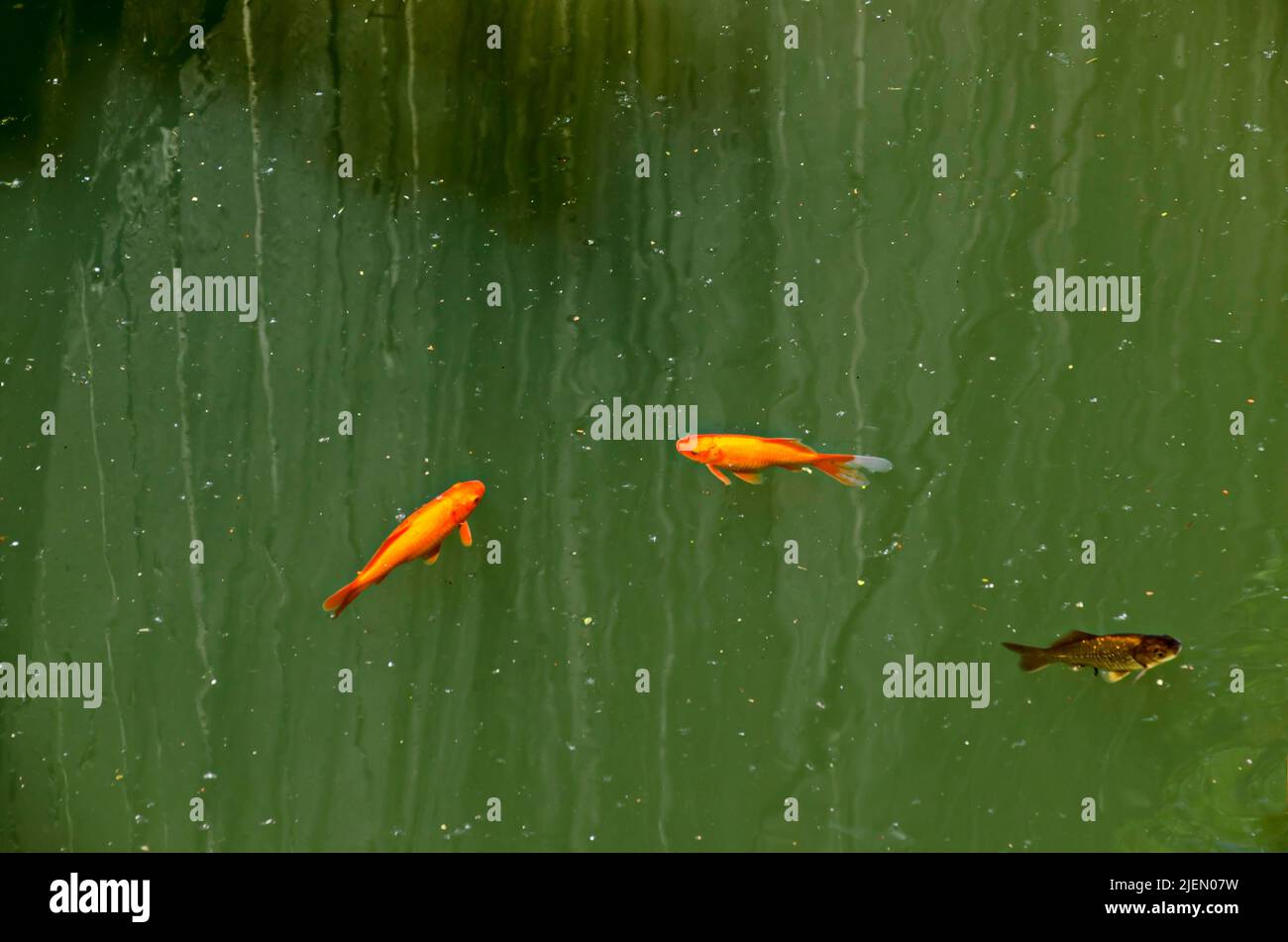 Several goldfish swim in a small pond, Sofia, Bulgaria Stock Photo
