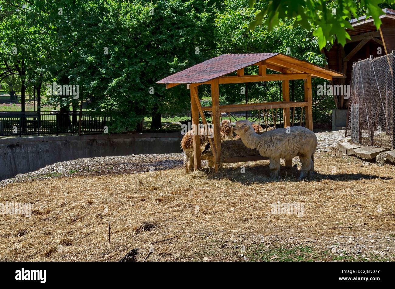 Several alpaca llama with a  brown and white fur  feed with hay in a rack at farmyard, Sofia, Bulgaria Stock Photo