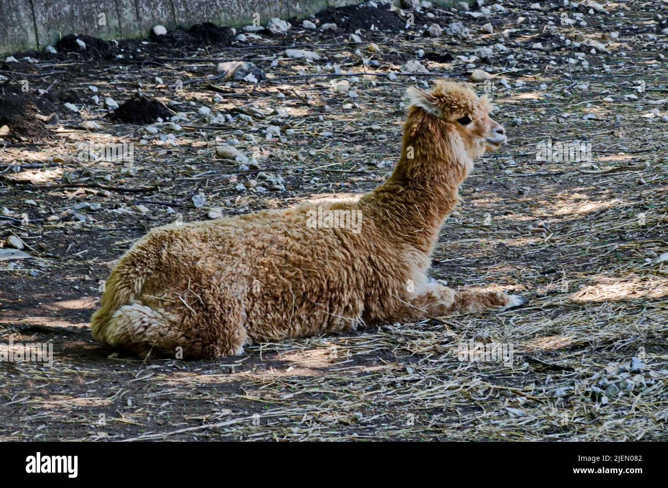 A Alpaca Llama with a pattern of brown and white fur rests in the farmyard, Sofia, Bulgaria Stock Photo