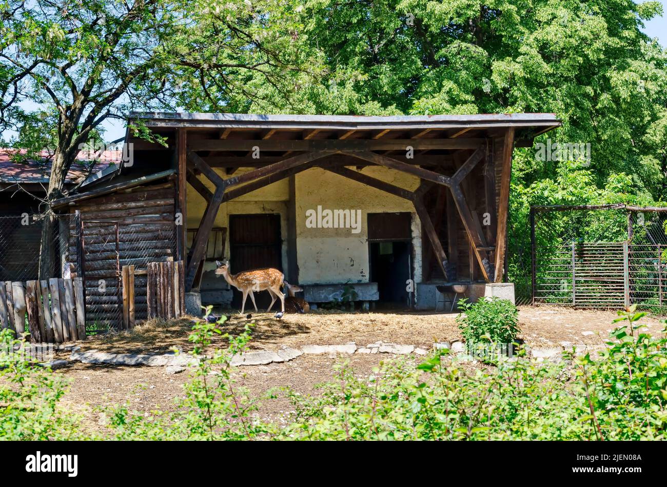 View of part of a yard with animals Dama dama  outdoors, Sofia, Bulgaria Stock Photo