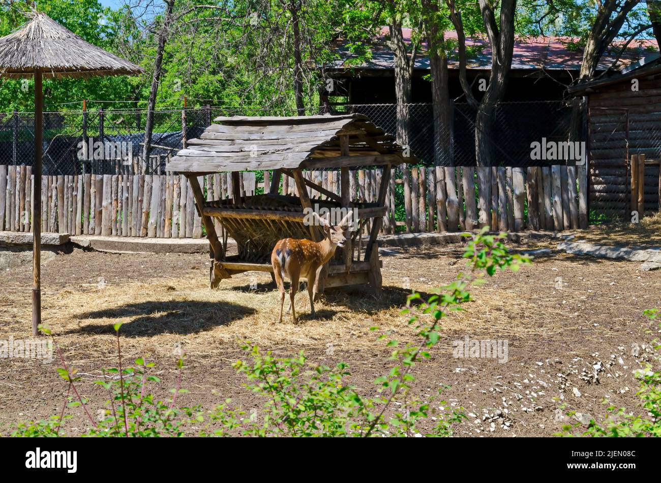 View of part of a yard with animals Dama dama  outdoors, Sofia, Bulgaria Stock Photo