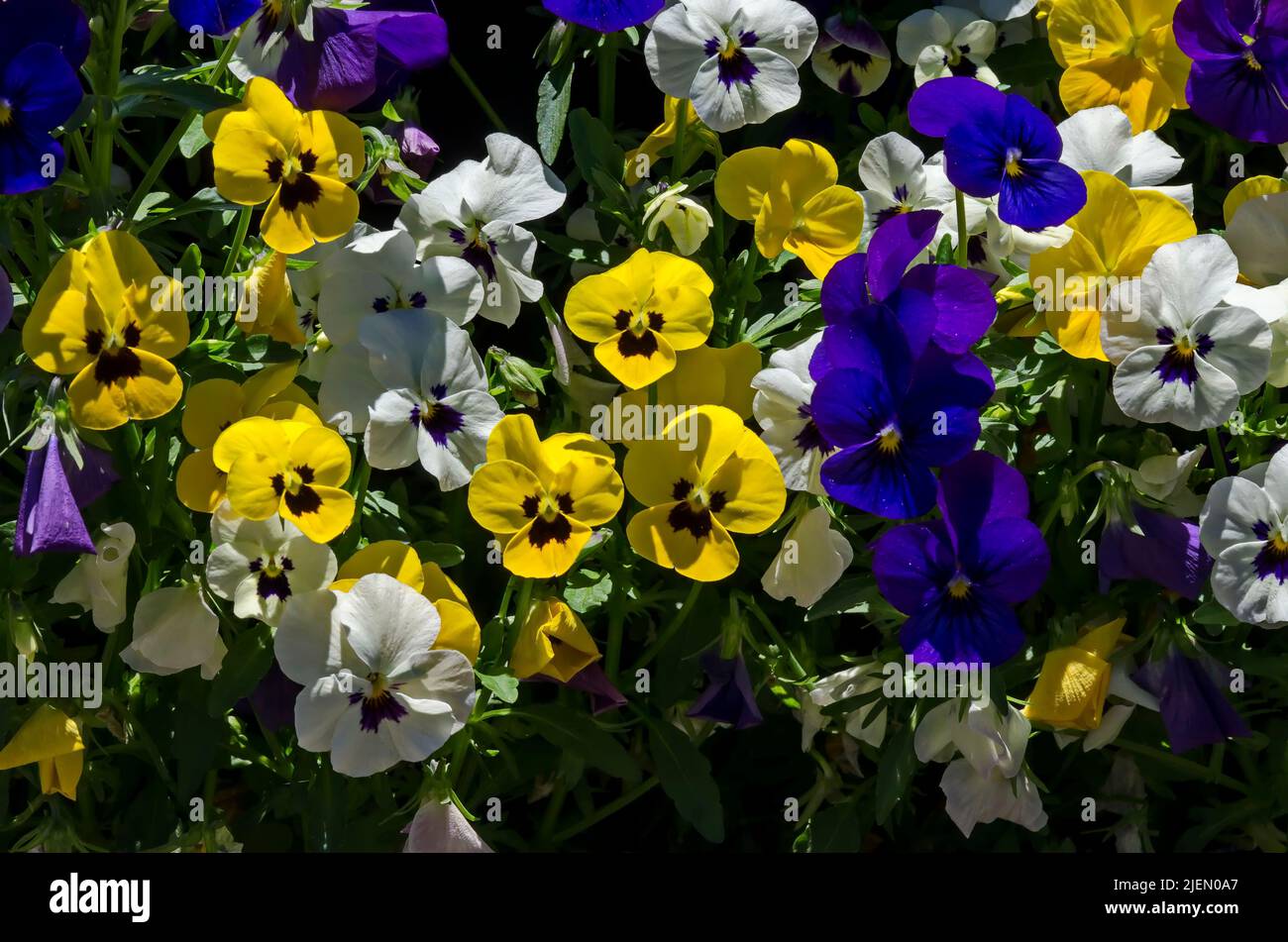 Mixture of purple, yellow, pink and white violets, Altai violet or purple flower, Sofia, Bulgaria Stock Photo