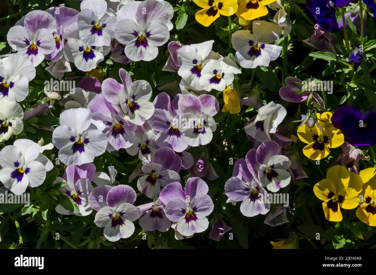 Mixture of purple, yellow, pink and white violets, Altai violet or purple flower, Sofia, Bulgaria Stock Photo
