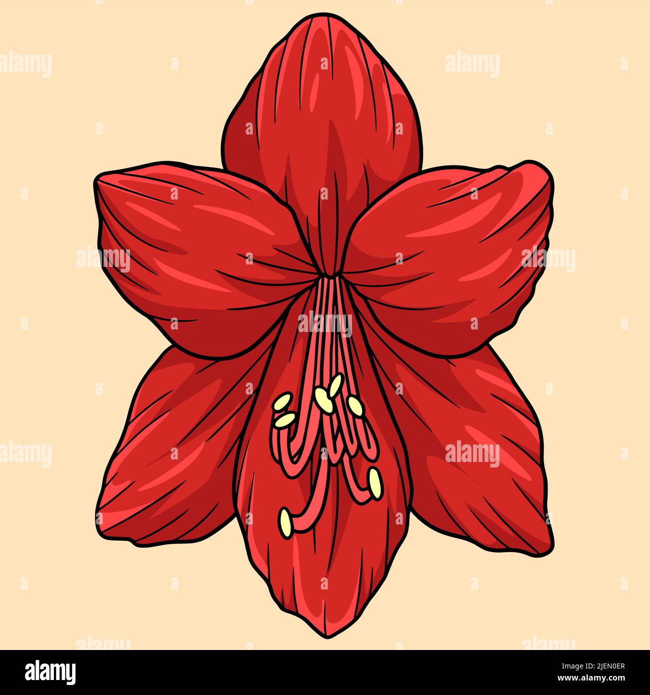 Amaryllis Flower Colored Cartoon Illustration Stock Vector