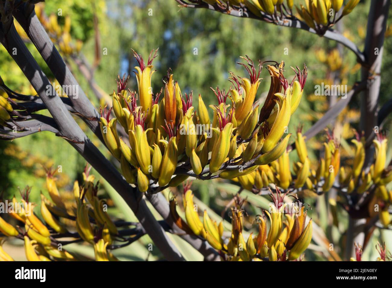 Flower pods on stem, branch of shrub plant. Phormium colensoi, New Zealand Mountain Flax Stock Photo