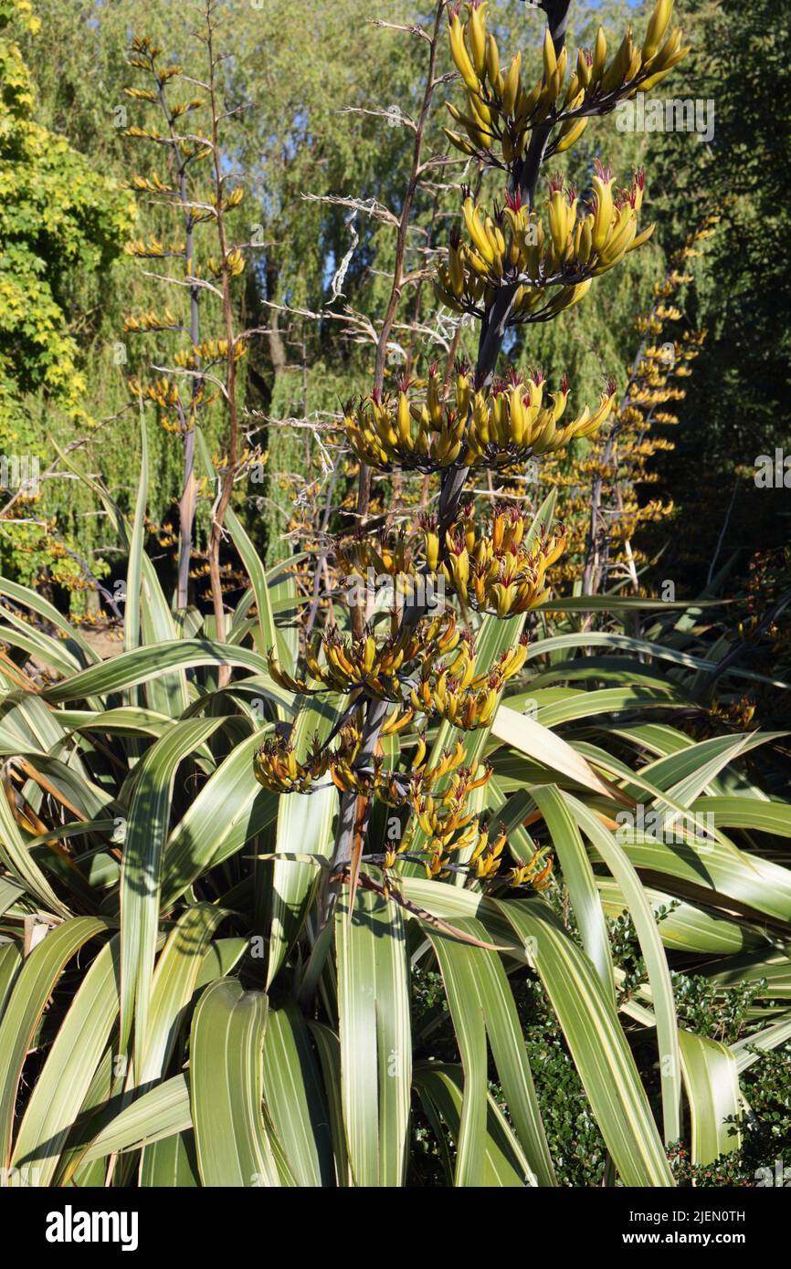 Flower pods on stem, branch of shrub plant. Phormium colensoi, New Zealand Mountain Flax Stock Photo