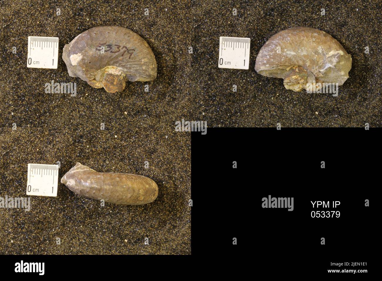 Discos Shell Discoidal shell hi-res stock photography and images - Alamy