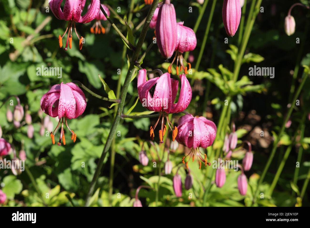 Pink wild martagon lily flowers in bloom - Lilium martagon Stock Photo
