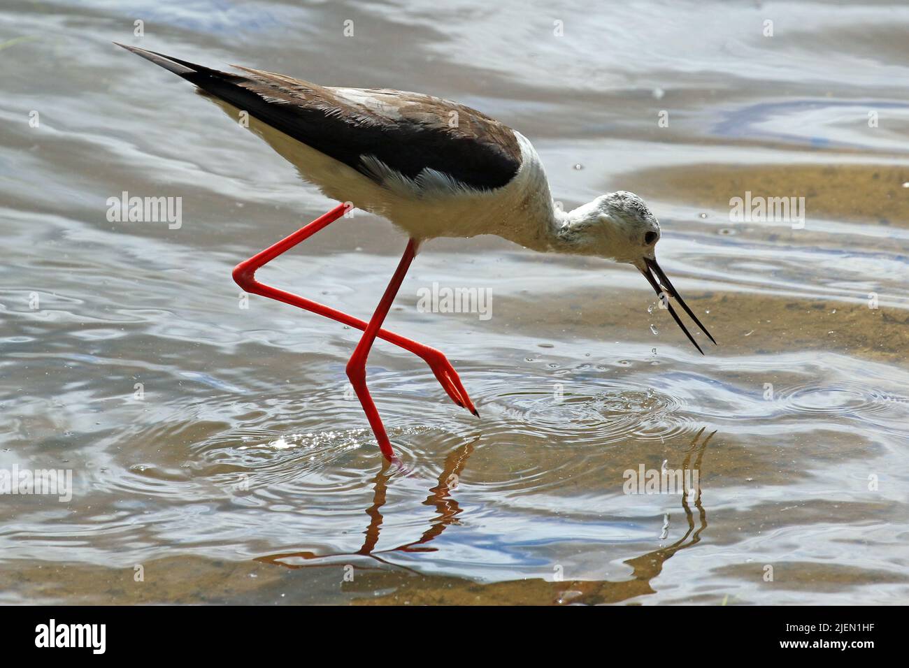 Rare sighting of Black Winged Stilt at Potteric Carr Nature Reserve, Doncaster, UK Stock Photo