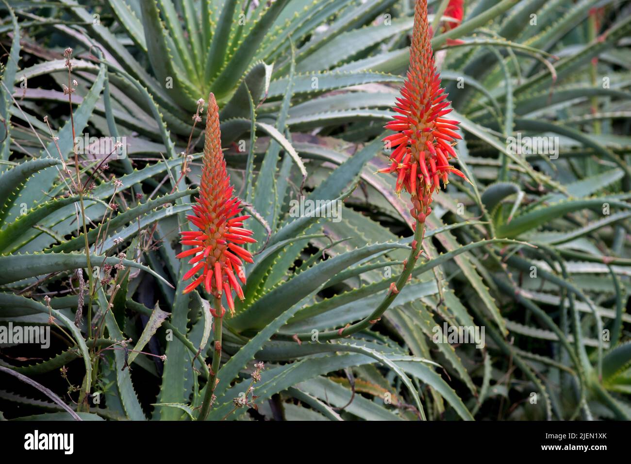showy red flowers of an Aloe arborescens Stock Photo