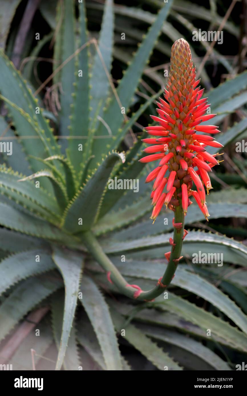 showy red flowers of an Aloe arborescens Stock Photo