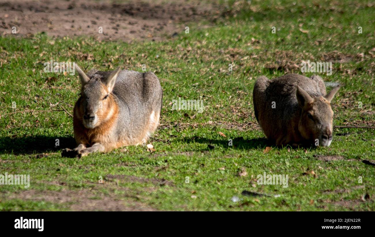 Maras in nature. Wild animals Stock Photo - Alamy