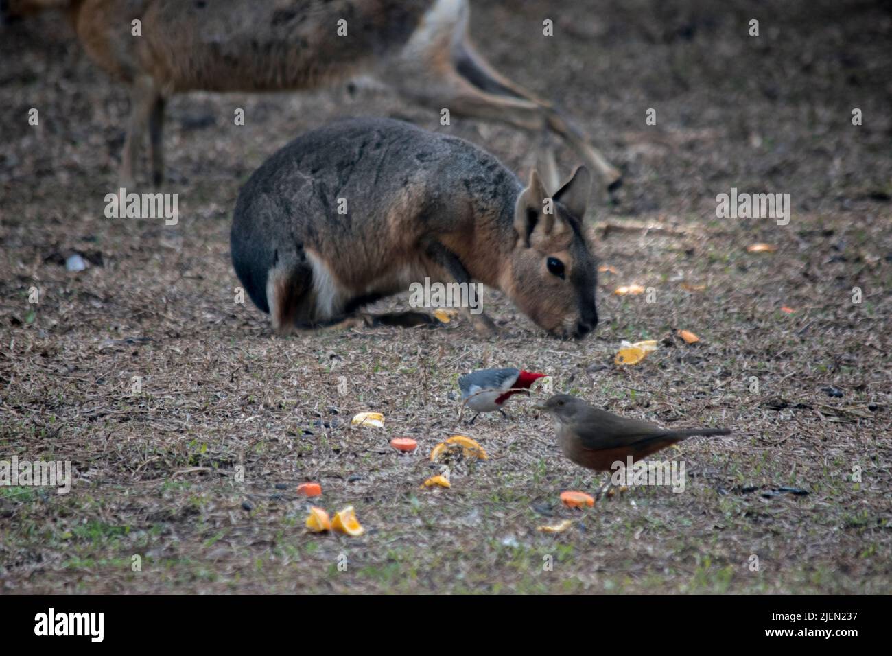 Maras in nature. Wild animals Stock Photo - Alamy