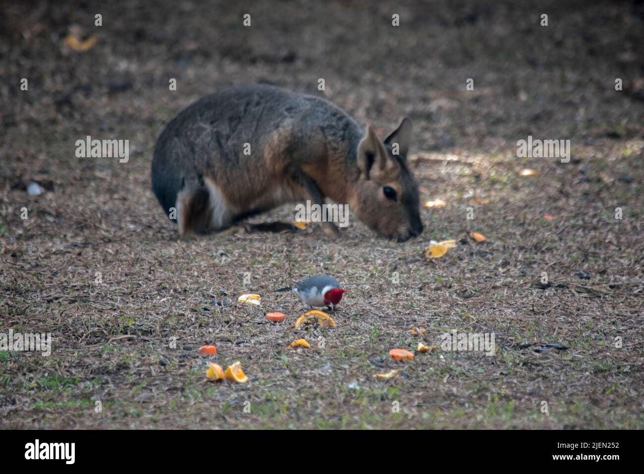 Maras in nature. Wild animals Stock Photo - Alamy