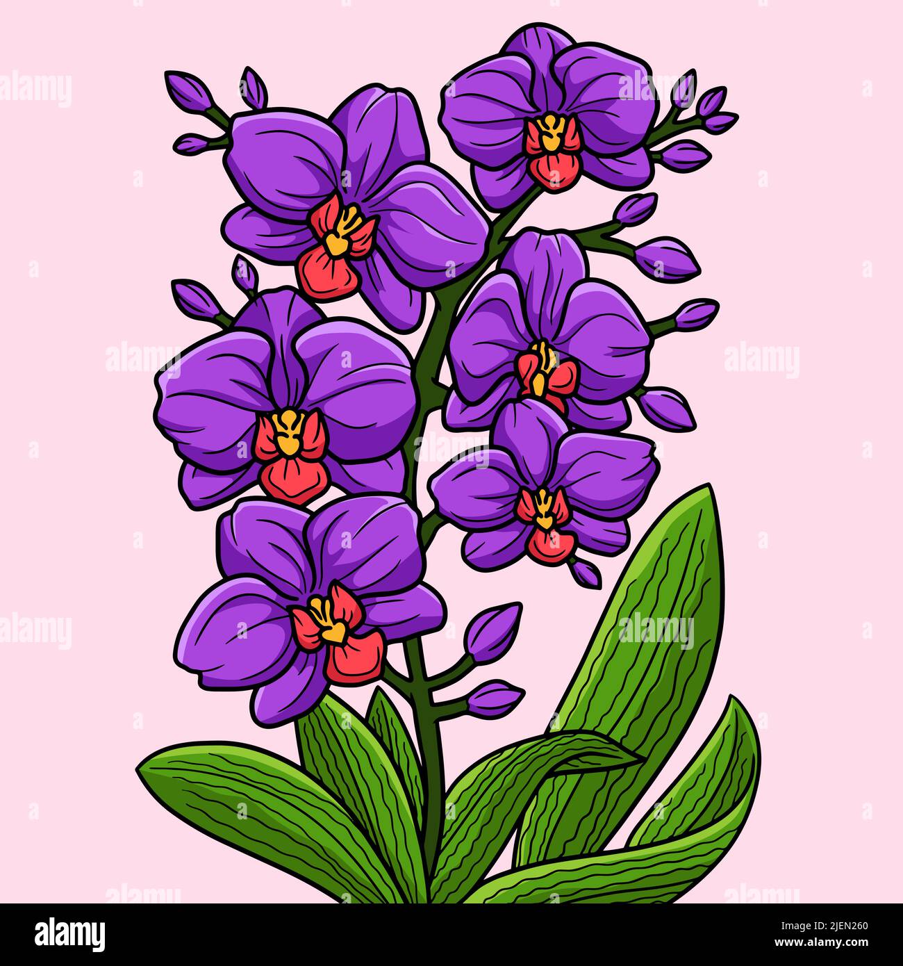 Orchid Flower Colored Cartoon Illustration Stock Vector