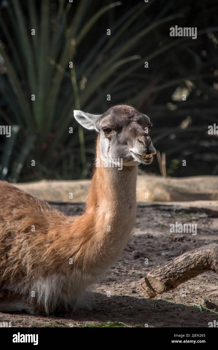 Portrait of a vicuña. Domestic animals Stock Photo
