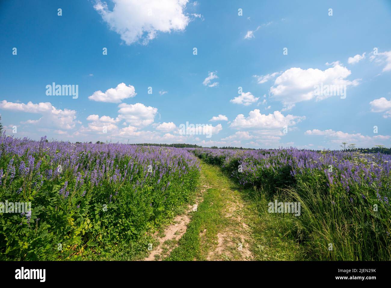 Angustifolium fireweed, known as Chamaenerion angustifolium, or Epilobium angustifolium blossom bloom panoramic photography, summer green meadow nature. High quality photo Stock Photo