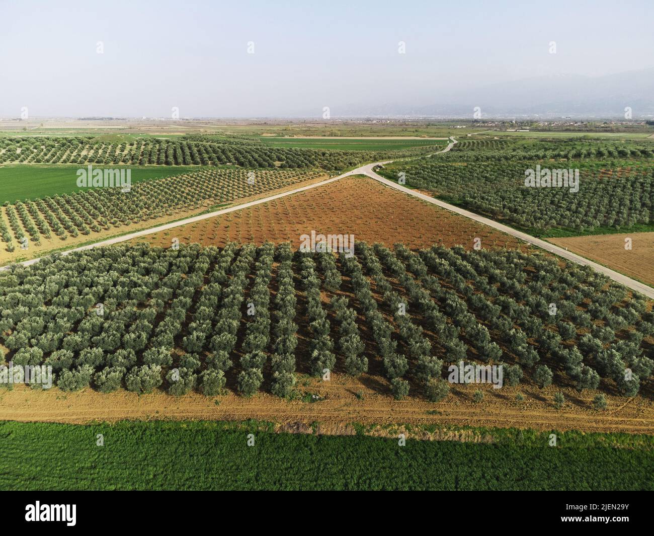 Aerial landscape view of an olive field Stock Photo - Alamy