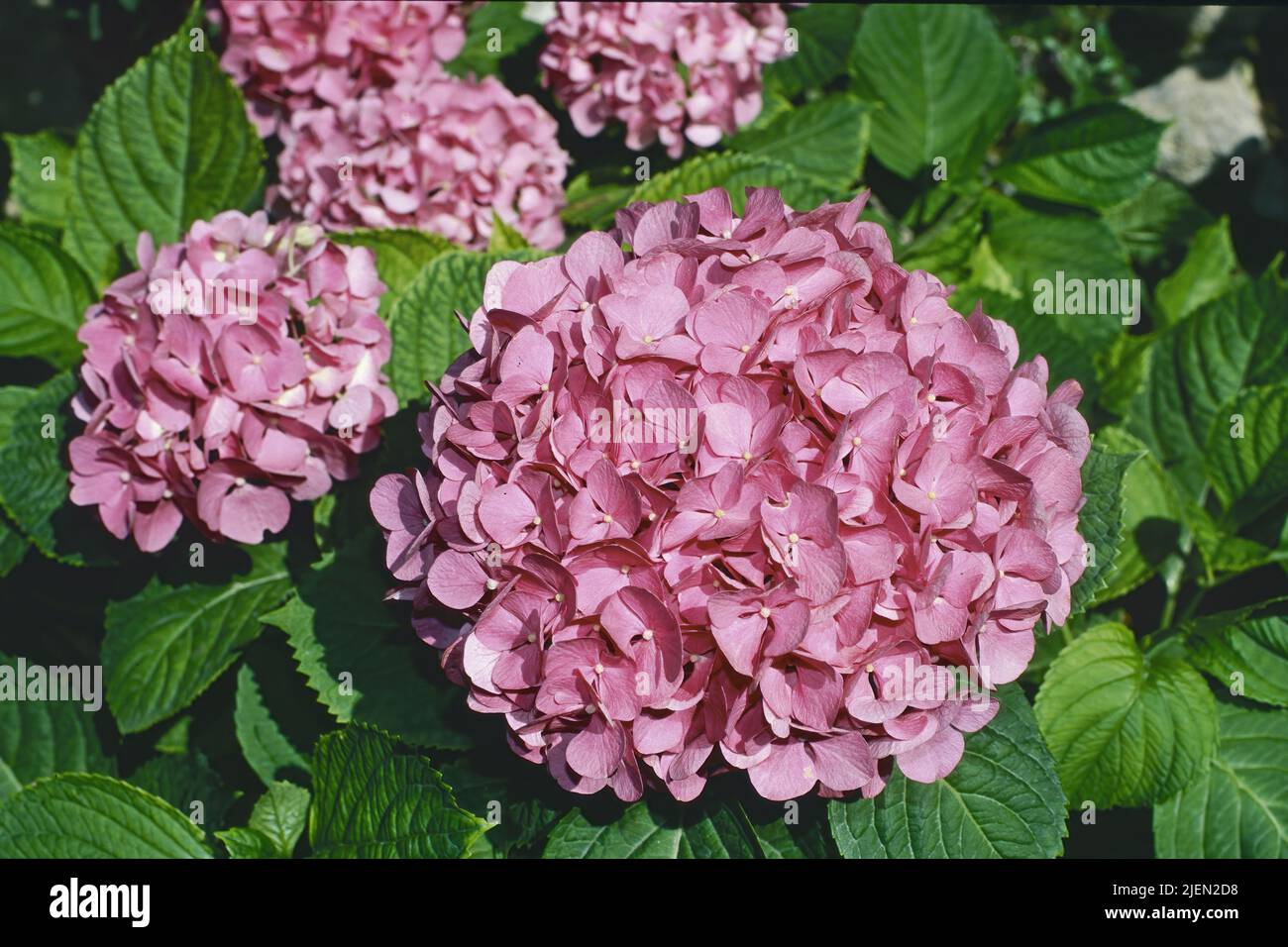 Bigleaf hydrangea plant in full bloom, Hydrangea macrophylla, Hydrangeaceae Stock Photo