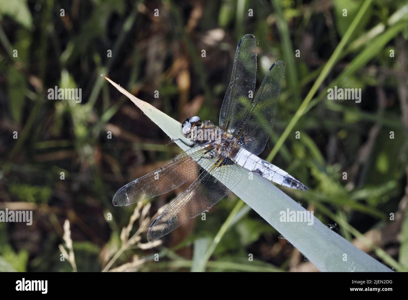 dragonfly, male specimen  of black-tailed skimmer Stock Photo