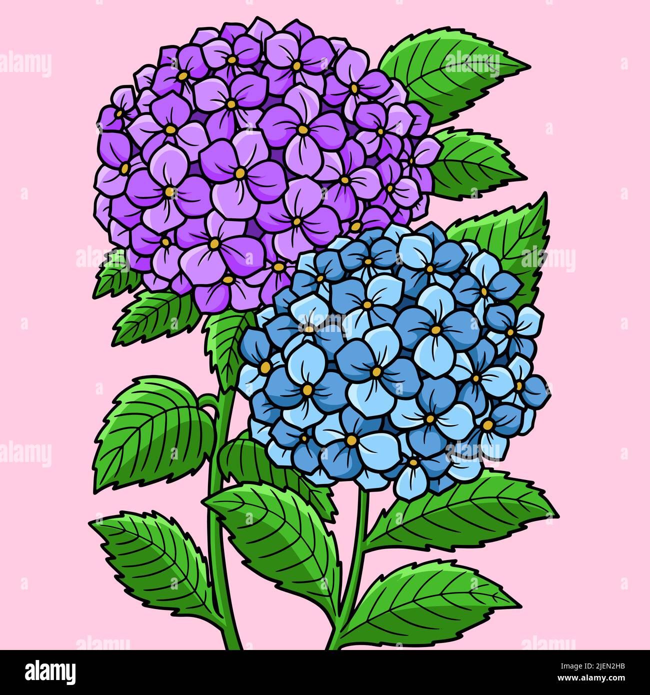 Hydrangea Flower Colored Cartoon Illustration Stock Vector