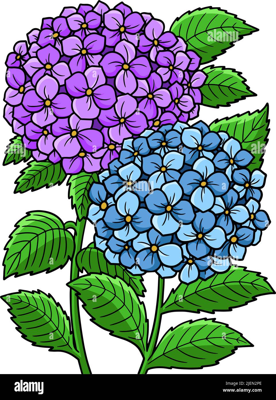 Hydrangea Flower Cartoon Colored Clipart  Stock Vector