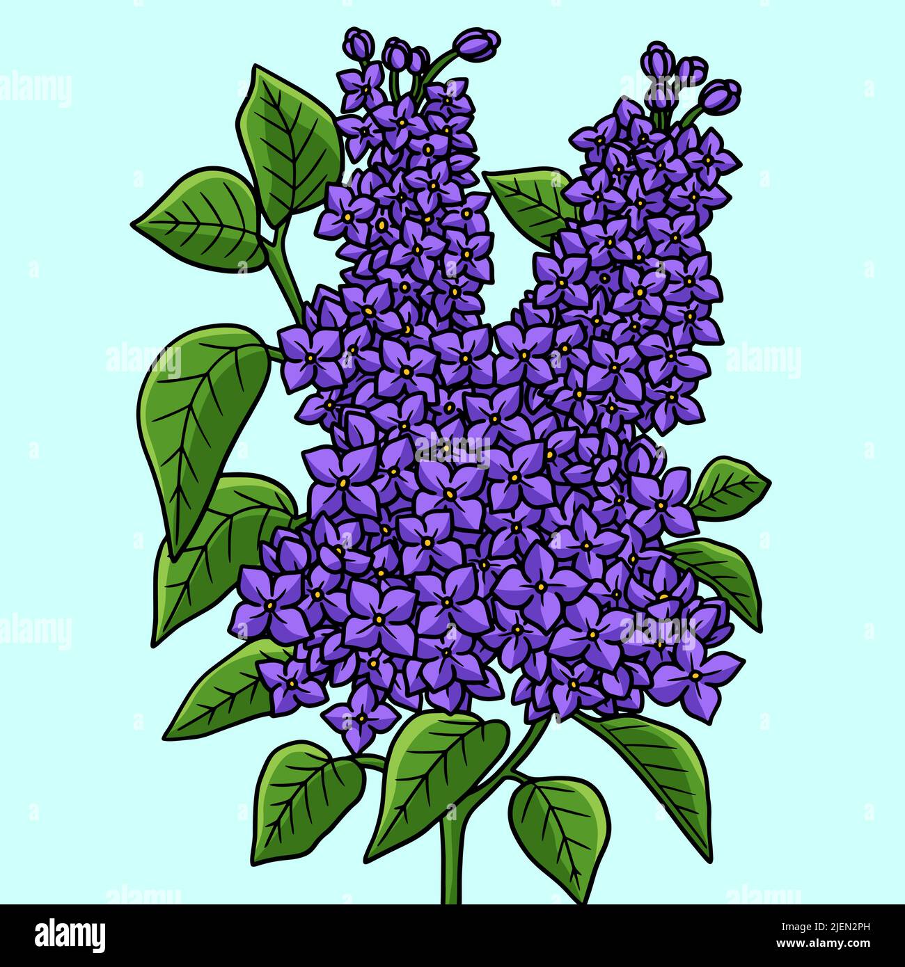 Lilac Flower Colored Cartoon Illustration Stock Vector