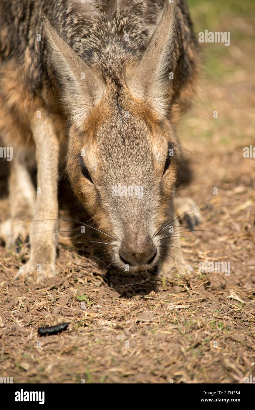 Maras in nature. Wild animals Stock Photo - Alamy