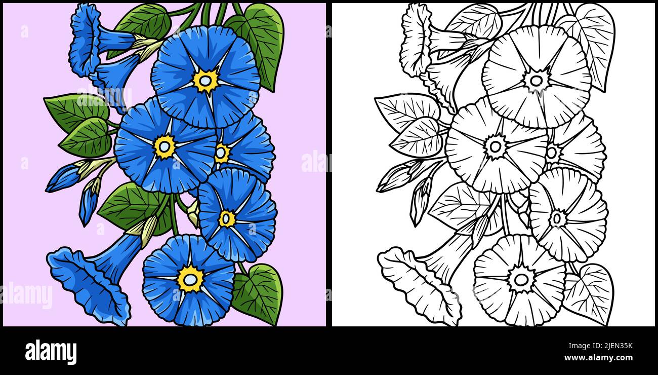 Morning Glory Coloring Page Colored Illustration Stock Vector