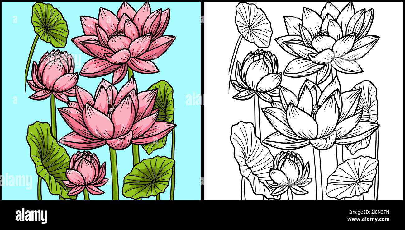 Lotus Flower Coloring Page Colored - Lotus Flower Coloring Page Colored Illustration 2JEN37N