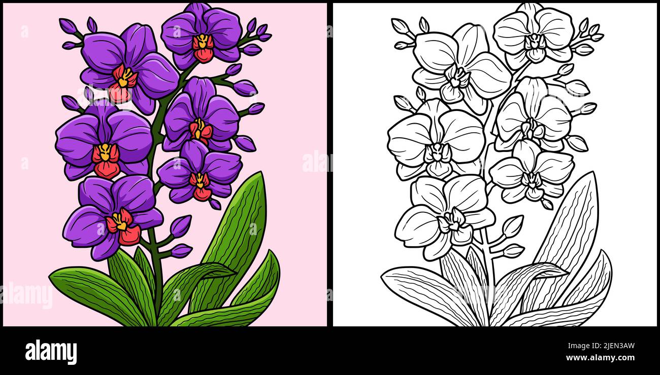 Orchid Flower Coloring Page Colored Illustration Stock Vector