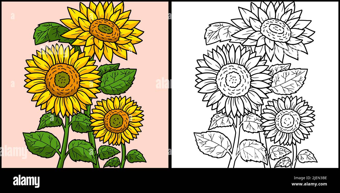 Sunflower Coloring Page Colored Illustration Stock Vector