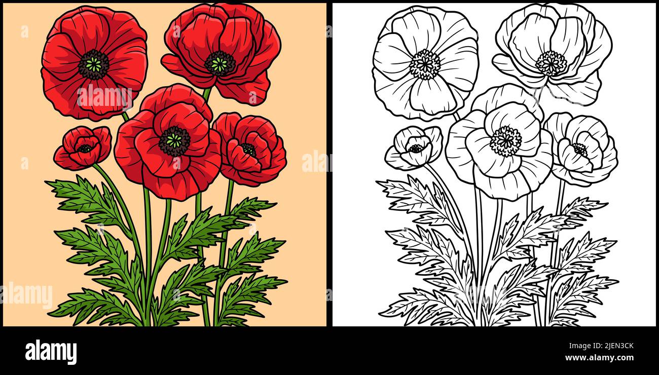 Corn Poppy Flower Coloring Colored Illustration Stock Vector