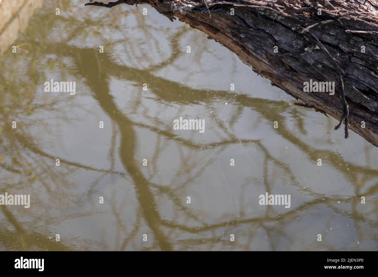 Tree Trunk and Abstract Branch Reflection in Brown Water Stock Photo