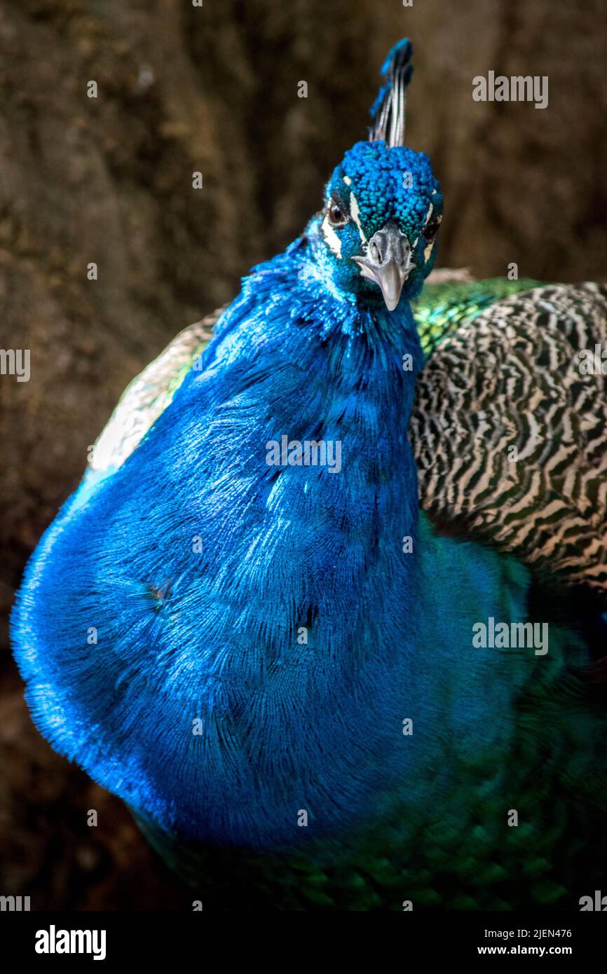closeup photo of a colorful peacock Stock Photo - Alamy