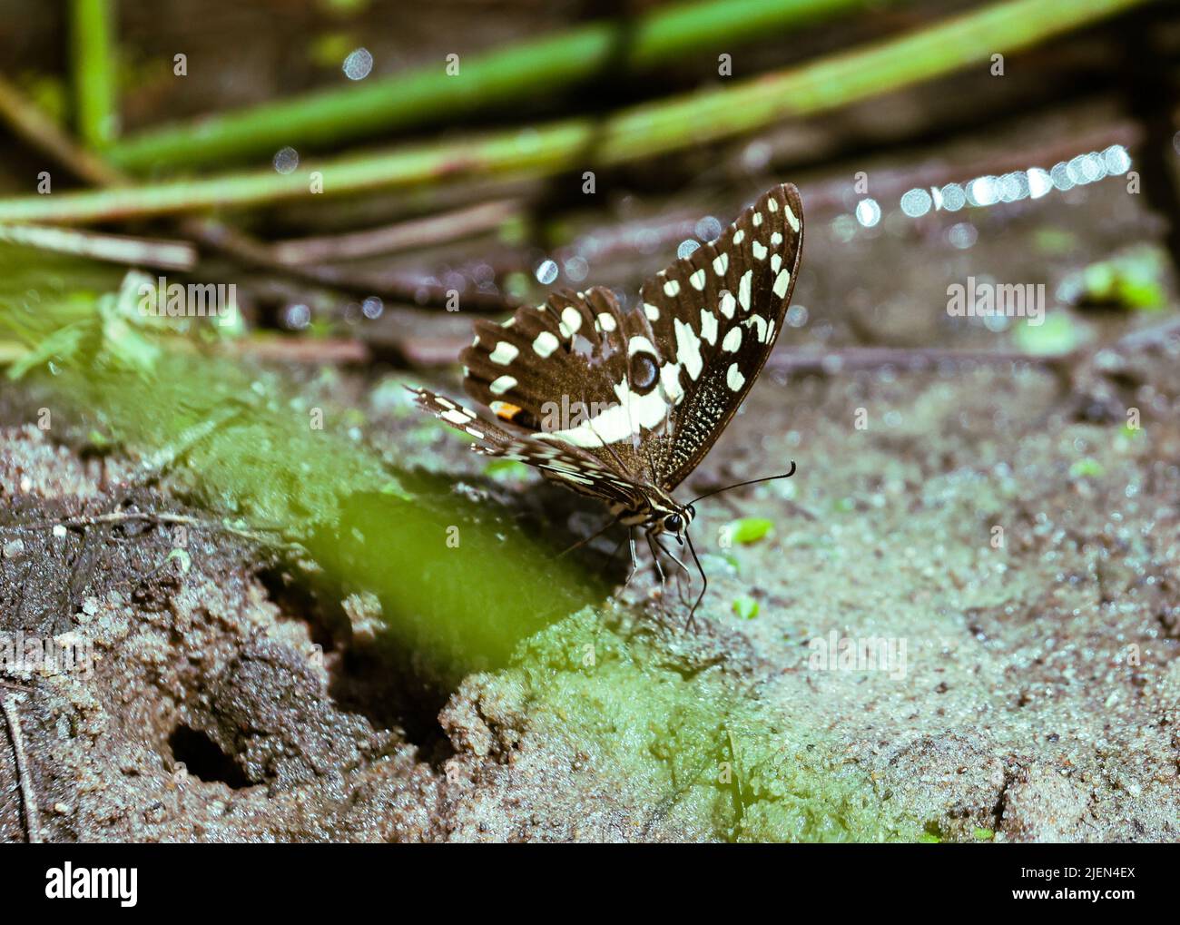 Tanzania Africa Stock Photo