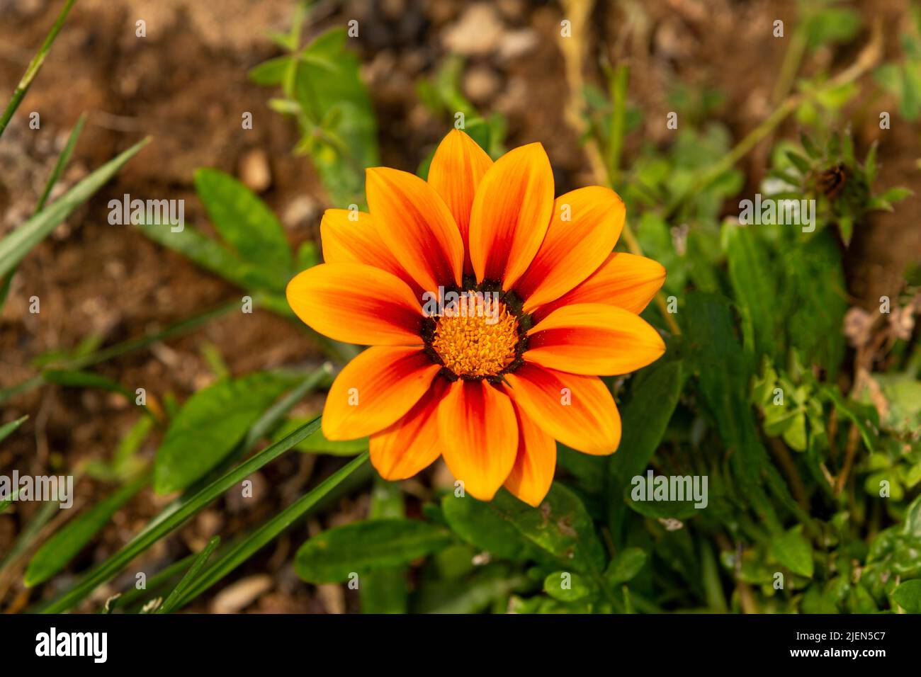Gazania rigens (syn. G. splendens), sometimes called treasure flower, is a species of flowering plant in the family Asteraceae, native to coastal area Stock Photo