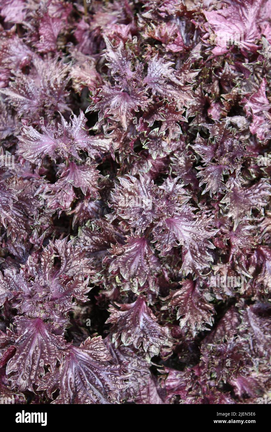 A Background Image of Purple Perilla Frutescens Leaves. Stock Photo