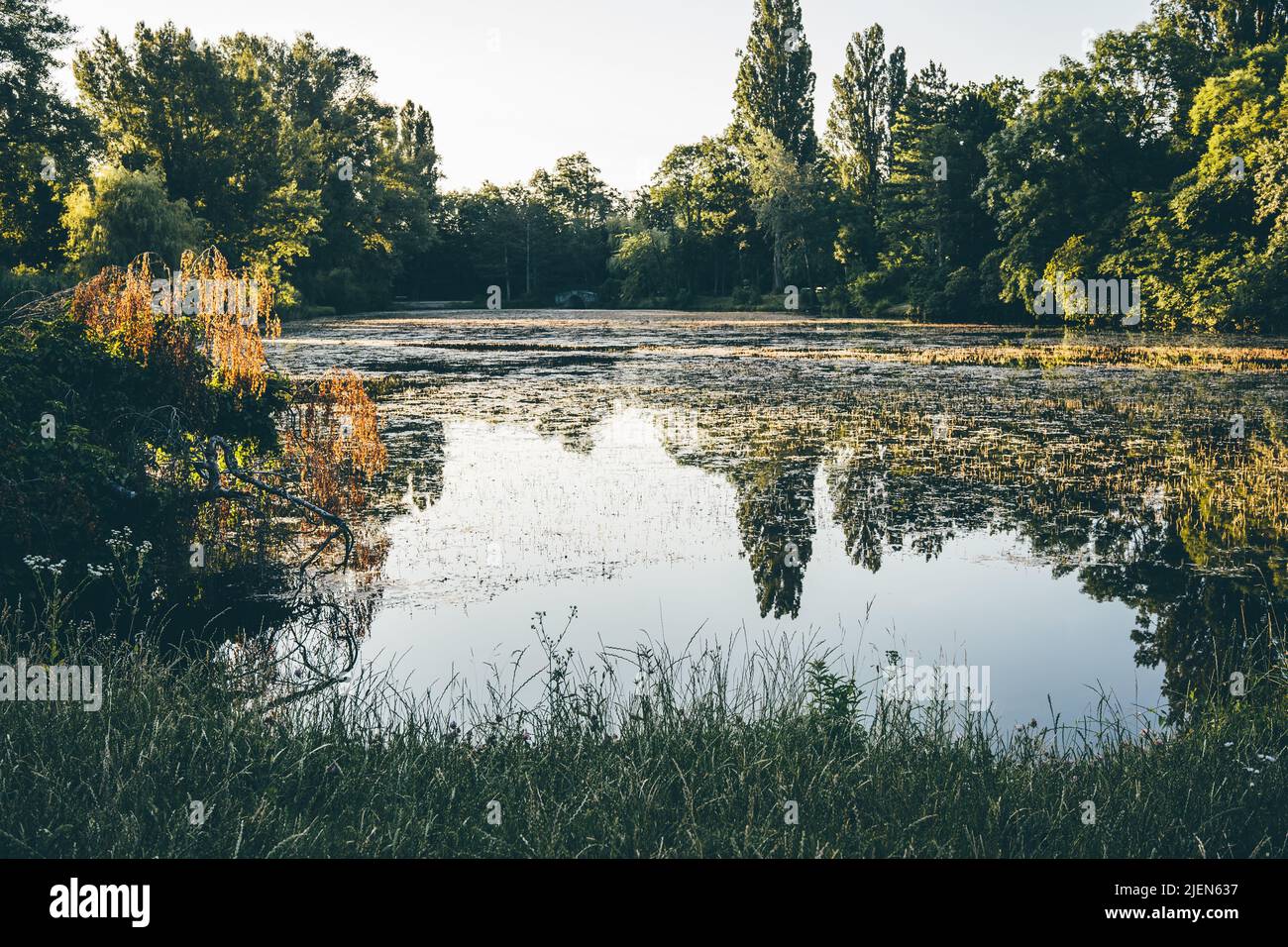 Pond in green city park in summer nature during sunrise hours. Vienna, Austria. Nature and travel concept Stock Photo