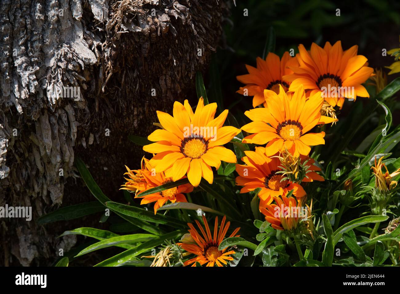 Gazania rigens (syn. G. splendens), sometimes called treasure flower, is a species of flowering plant in the family Asteraceae, native to coastal area Stock Photo