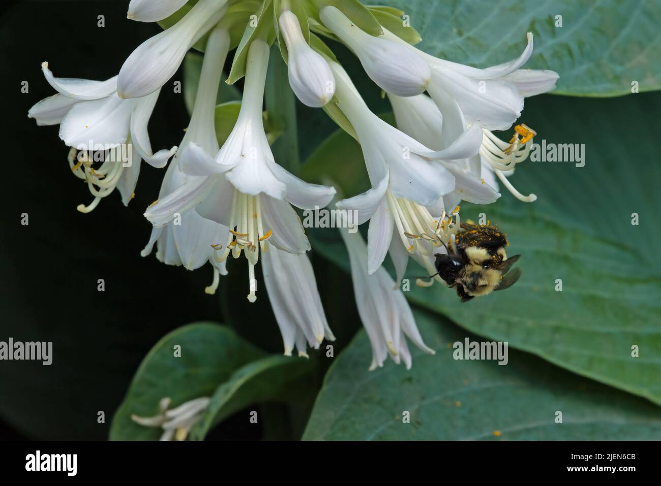 Bumblebee covered in pollen works Hosta flower Stock Photo - Alamy